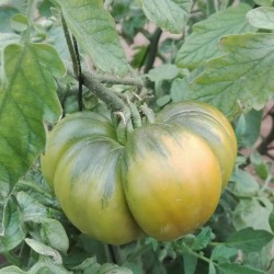 Raf tomate (Encadré 9 kg)