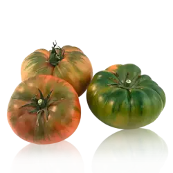 miniRaf tomate (Encadré 9 kg)