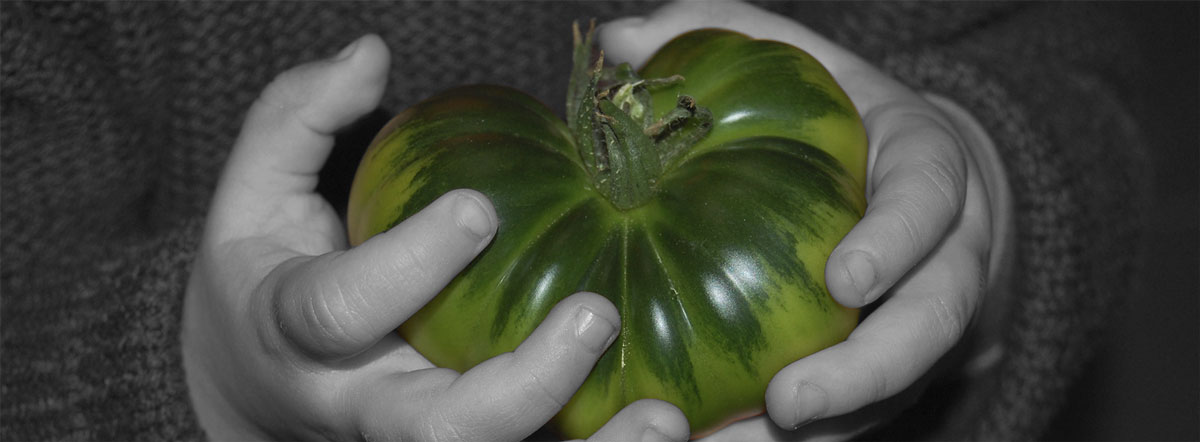 Los tomates Raf de la familia pepeRaf.