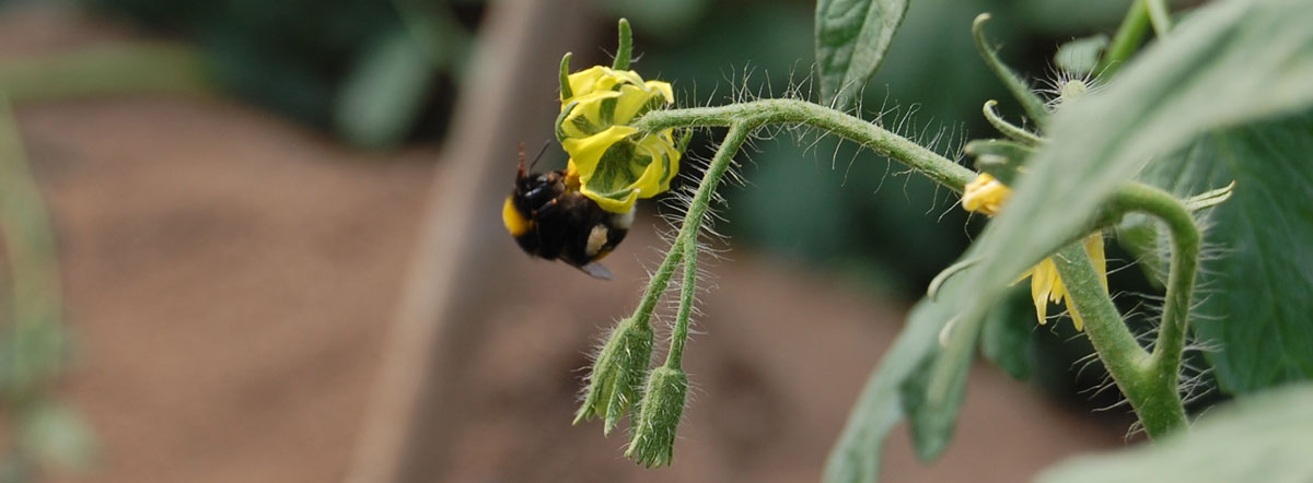 Pollinisation de la tomate Raf de pepeRaf.