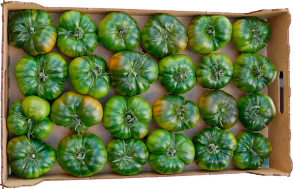 Tomato Raf for professionals Tomato Raf for professionals
