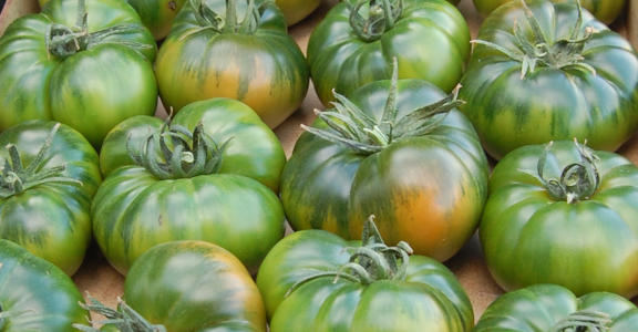 When does the Raf tomato season begin?