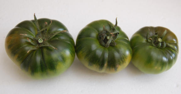 ¿Qué tamaño tiene un tomate Raf? ¿Qué tamaño tiene un tomate Raf?