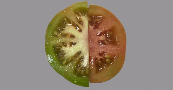 ¿Cómo se consume el tomate Raf? ¿Cómo se consume el tomate Raf?