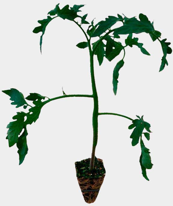 Raf tomate plant
