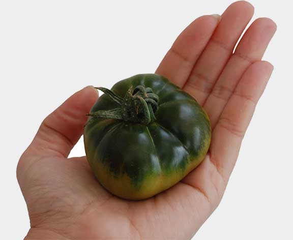Calibre miniRaf tomate
