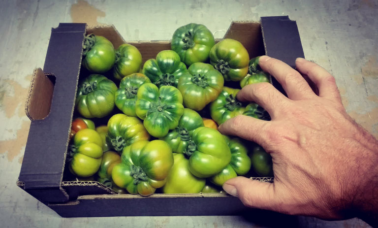 Raf miniRaf tomato box