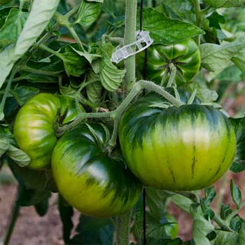 Une fausse tomate Raf