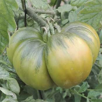 Así es el color de un tomate Raf.