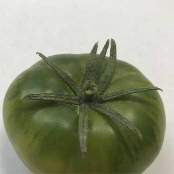 A fake tomato Raf