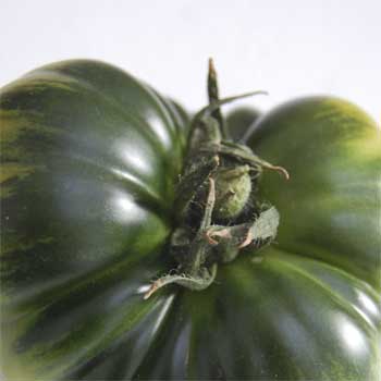 Así es el pedículo de un tomate Raf. Así es el pedículo de un tomate Raf.