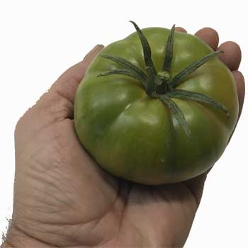 Un falso tomate Raf