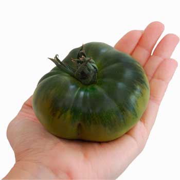 Así es el tamaño del tomate Raf.