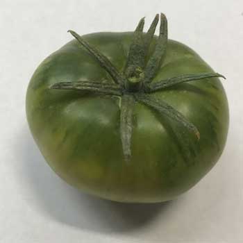 Un falso tomate Raf