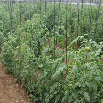 Así es una planta de tomate Raf. Así es una planta de tomate Raf.