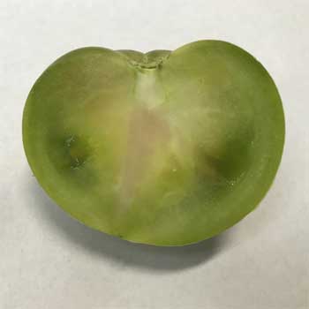 Un falso tomate Raf Un falso tomate Raf