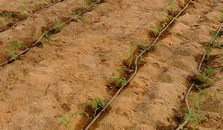 Preparació de terra per al cultiu de tomàquet Raf