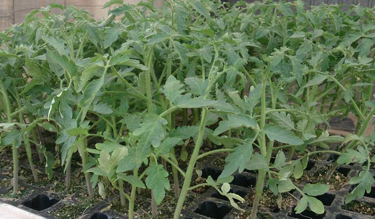 Transplantation et plantation de Raf tomate