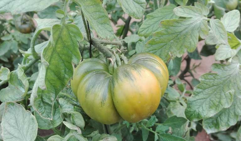 Raf tomato crop development