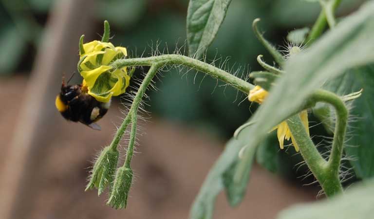 Raf tomato pollination