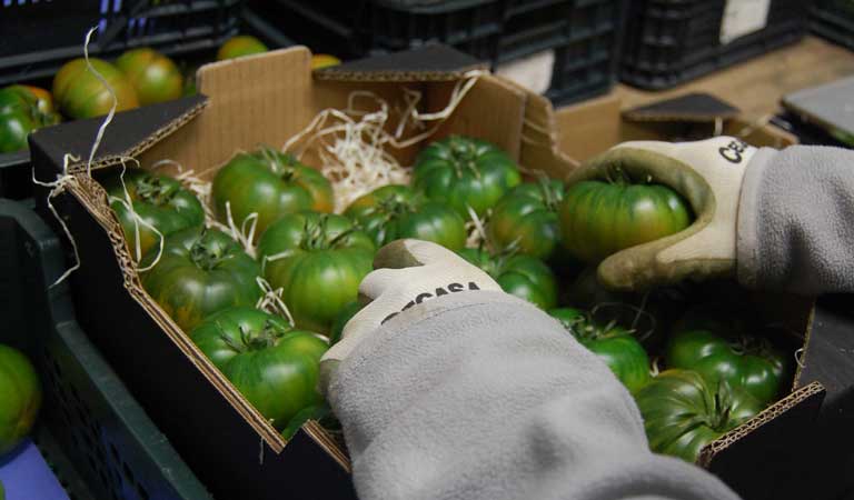 Collection et emballage de tomates Raf