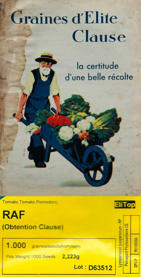 Thus in 1967, the CLAUSE seed house renamed its famous French Marmande under the name of RAF, acronym for Fusarium Resistant.